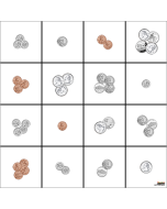 U.S. Coins Mat